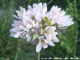 Ajo de culebra - Allium roseum. Canjorro - Jan