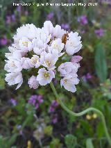 Ajo de culebra - Allium roseum. Flores. La Veleta - Los Villares