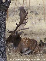 Gamo - Dama dama. Sierra de Andjar