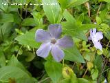 Hierba doncella - Vinca major. Los Caones. Jan