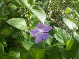 Hierba doncella - Vinca major. Cruz de la Chimba - Jan