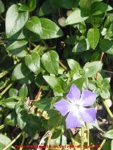 Hierba doncella - Vinca major. Los Villares