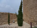 Ciprs piramidal - Cupressus sempervirens pyramidalis. Lorca