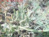 Hinojo marino - Crithmum maritimum. Hojas. Isla de Tabarca - Alicante