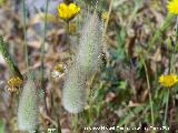 Cola de conejo - Lagurus ovatus. Los Caones. Los Villares