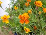 Clavel de indias - Tagetes patula. Navas de San Juan