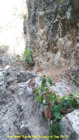Caz del Molino Martos. 
