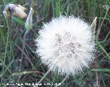 Barba de cabra - Tragopogon porrifolius. Bergao. Navas de San Juan