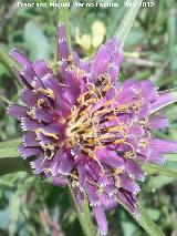 Barba de cabra - Tragopogon porrifolius. Flor. Fuente de la Pea - Jan