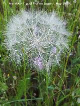 Barba de cabra - Tragopogon porrifolius. La Veleta - Los Villares