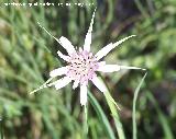 Gavilanes - Tragopogon crocifolius. Los Caones. Jan