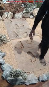 Huellas de Laetoli