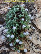 Botn azul - Jasione montana. Los rganos - Santa Elena