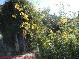 Tupinambo - Helianthus tuberosus. Puente de la Sierra - Jan