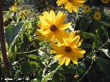 Tupinambo - Helianthus tuberosus. Puente de la Sierra - Jan