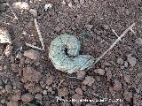 Polilla Esfinge de la Correhuela