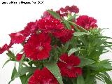 Clavel - Dianthus caryophyllus. Navas de San Juan