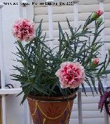 Clavel - Dianthus caryophyllus. Los Villares