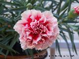 Clavel - Dianthus caryophyllus. Los Villares