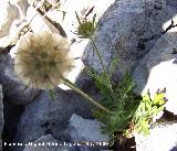 Farolitos - Scabiosa stellata. Los Caones. Jan