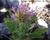 Farolitos - Scabiosa stellata. Los Caones. Los Villares