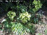 Hierba de ballesteros - Helleborus foetidus. Cambil