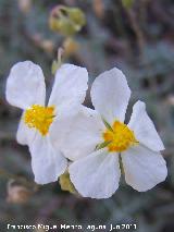 Jarilla - Helianthemum apenninum. Cuatro Picos - Jan