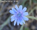 Achicoria - Cichorium intybus. Los Caones. Jan