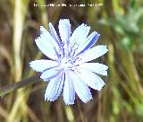 Achicoria - Cichorium intybus. Los Caones. Jan