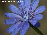 Achicoria - Cichorium intybus. Los Caones. Jan