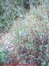 Achicoria - Cichorium intybus. Arroyo Padilla - Jan