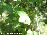 Arce de Montpellier - Acer monspessulanum. Pitillos. Valdepeas