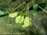 Arce de Montpellier - Acer monspessulanum. Pitillos. Valdepeas