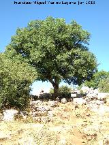 Arce de Montpellier - Acer monspessulanum. Torcal de Antequera