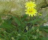 Escorzonera hispnica - Scorzonera hispanica. Pitillos. Valdepeas