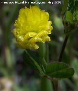 Trbol campesino - Trifolium campestre. Pitillos. Valdepeas