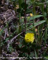 Trbol campesino - Trifolium campestre. Pitillos. Valdepeas