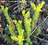 Pampajarito - Sedum acre. Los Caones. Jan