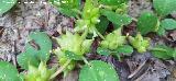 Tr�bol de pez�n de vaca - Anthyllis tetraphylla. R�o Fr�o - Los Villares