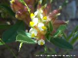 Trbol de pezn de vaca - Anthyllis tetraphylla. Los Caones. Jan