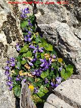 Violeta Silvestre - Viola odorata. R�o B�jar - Quesada