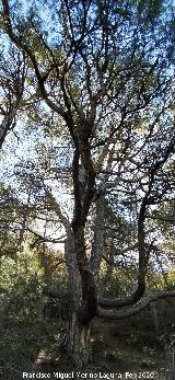 Pino del Pulpo del Poyo de las Palomas. 