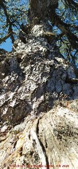 Pino del Tajo. Ramas