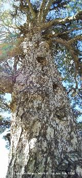 Pino Retorcido. Tronco