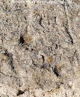 Grabado forestal de la Loma de Cagasebo. 