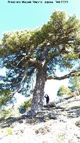 Pino Bandera de la Loma de Cagasebo. 