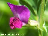 Veza - Vicia sativa. Pitillos. Valdepeas