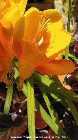 Fresia - Fressia sp.. Los Villares