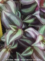 Amor de hombre - Tradescantia zebrina. Ja�n
