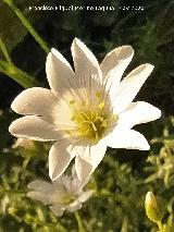 Nieve de Monta�a - Cerastium tomentosum. Flor. La Veleta - Los Villares
